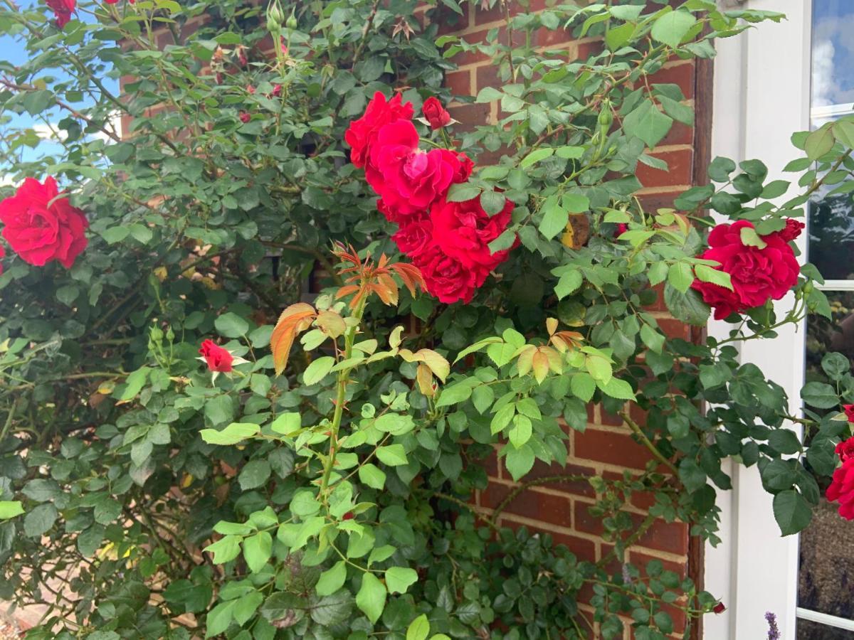 Rose Cottage Rye Esterno foto
